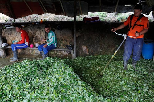 Colombia propone que hoja de coca ya no sea una sustancia prohibida