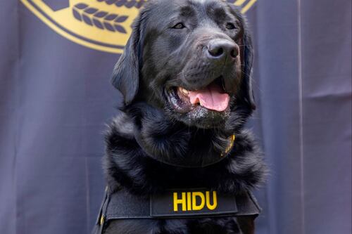 Perro se convierte en héroe en su primera misión: desenmascaró a un pedófilo