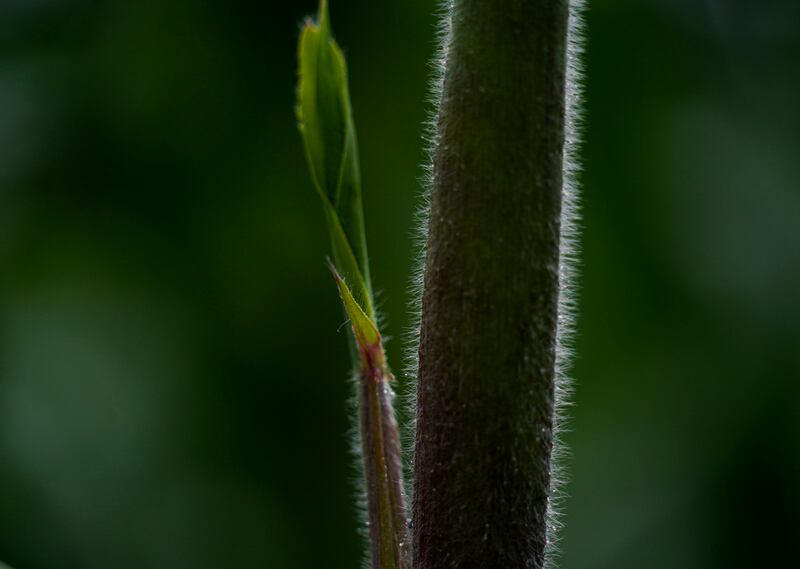 maíz-de-colores-auge-en-el-extranjero-agricultores-mexicanos