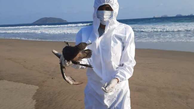 Descartan influenza aviar como causa de muerte de aves en costas mexicanas (Especial).