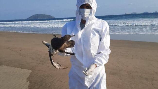 Descartan influenza aviar como causa de muerte de aves en costas mexicanas (Especial).