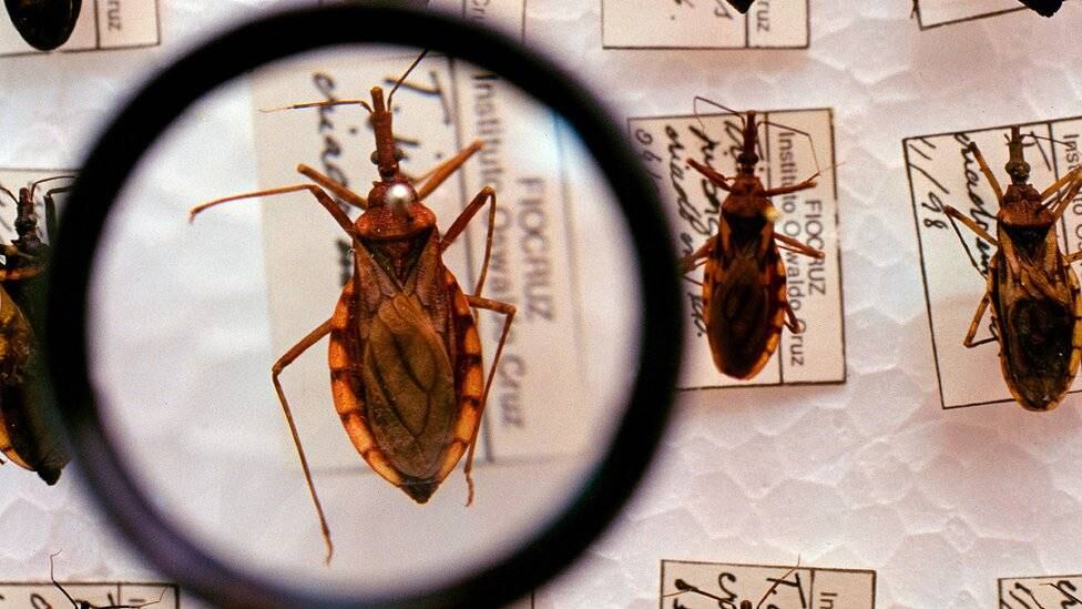 “Chagas“ es una enfermedad silenciosa e indetectable con alta incidencia mortal en este país
