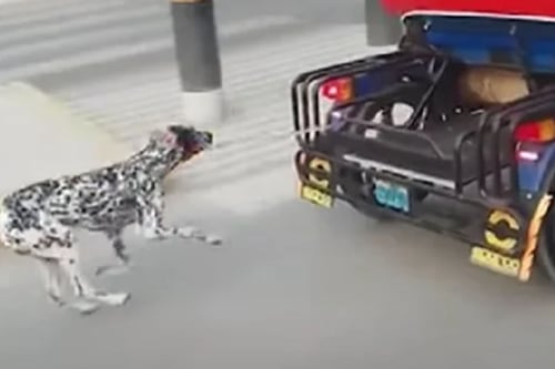 Desalmado: Sujeto encadenó perro a un “mototaxi” y lo arrastró por las calles en Perú