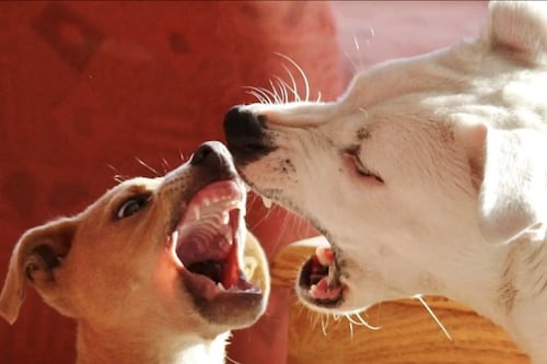 Ubican a decenas de animales decapitados en ciudad brasileña; imágenes fuertes