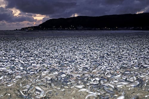 Miles de toneladas de sardinas muertas saturan playa del norte de Japón