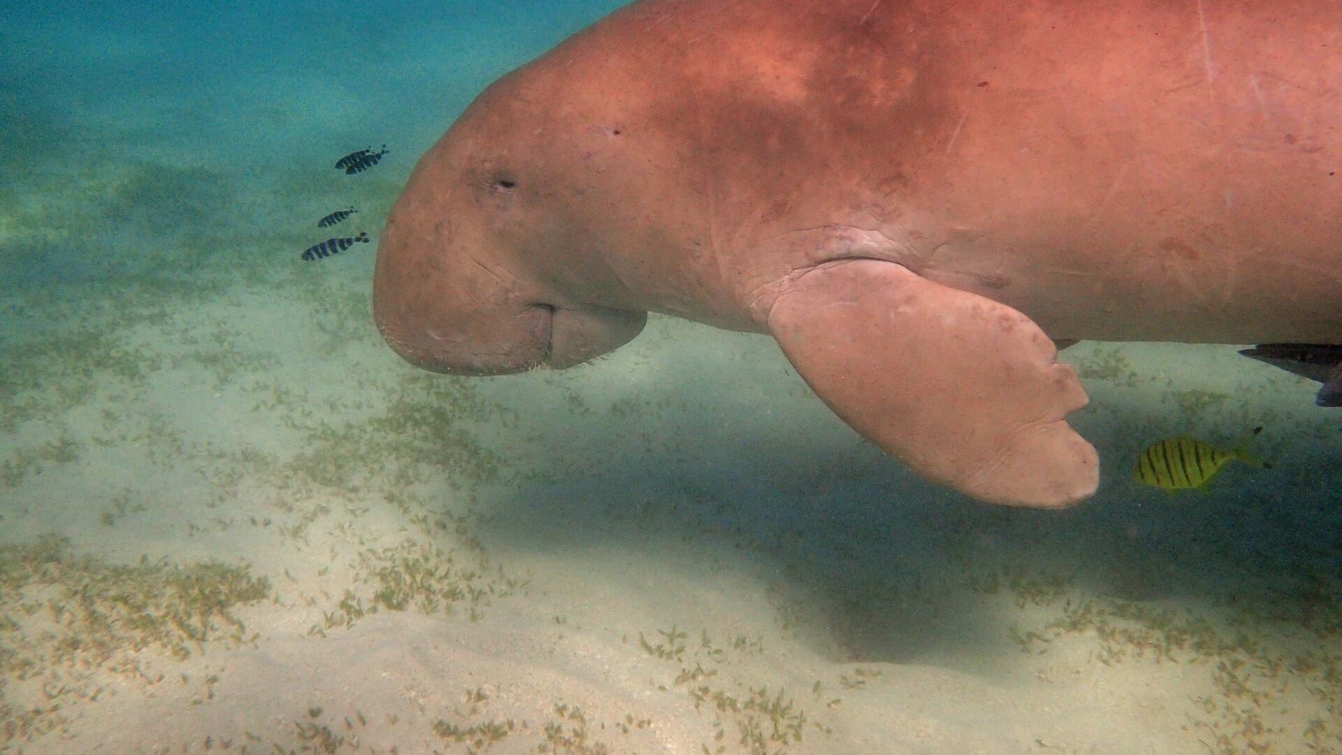China confirmó que se extinguió el dugongo, mamímefero relacionado con las sirenas