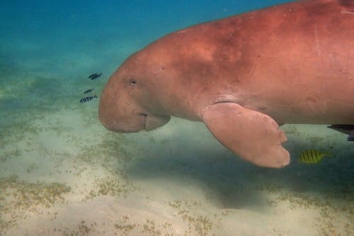 Oficializan la extinción de una “sirena” en China que inspiró varios cuentos