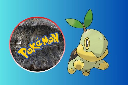 Confunden a tortuga bebé con fósil de planta y le apodan como un Pokémon