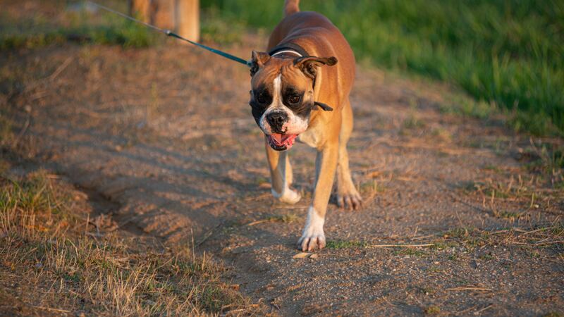 Lamentablemente los perros fallecieron durante el incendio (Dreamstime).