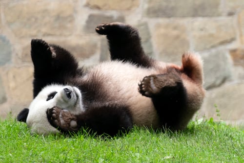 Reunión entre presidentes de China y EEUU culmina en nuevo envío de pandas