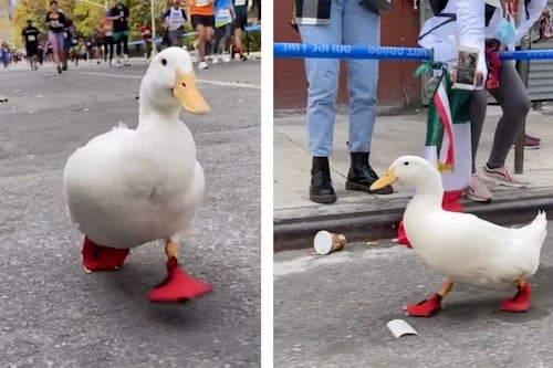 Pato corre maratón de Nueva York con su propio calzado