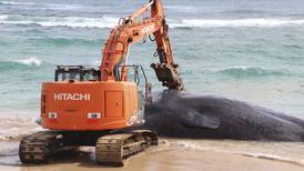 Autorizan de nuevo la pesca de ballenas pese a las dudas sobre bienestar animal