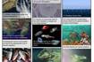 Ciencia.-Quince amenazas se ciernen sobre la biodiversidad marina y costera