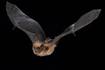 Ciencia.-La hibernación retrasa el envejecimiento de los murciélagos