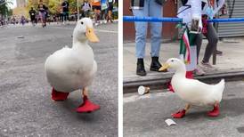 Pato corre maratón de Nueva York con su propio calzado
