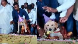 Consentido: Pastel de 100 kg y 400 invitados por el cumpleaños de su perrito